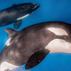 Two of the offending orcas, Gladis White and Gladis Black, exhibiting recent injuries.
